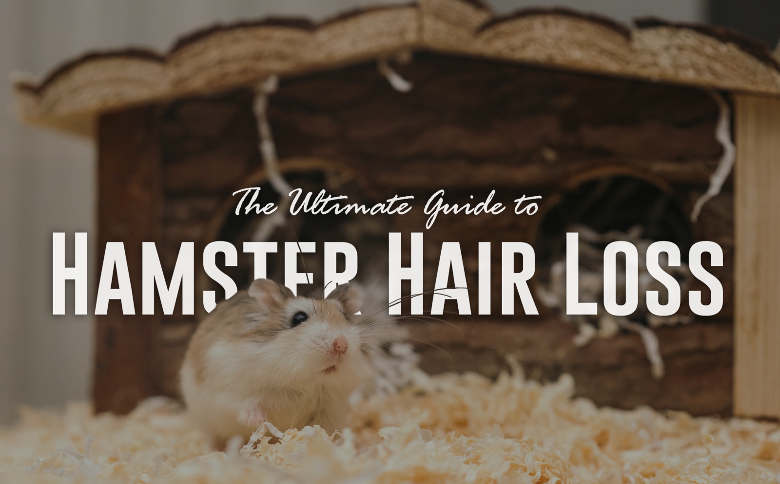 Illustration of Hamster Whisker Loss